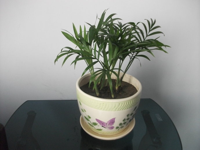 花盆