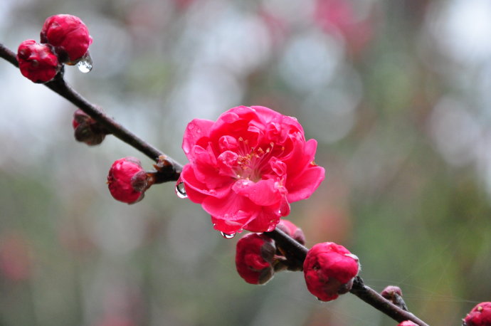 思雨桃花.jpg